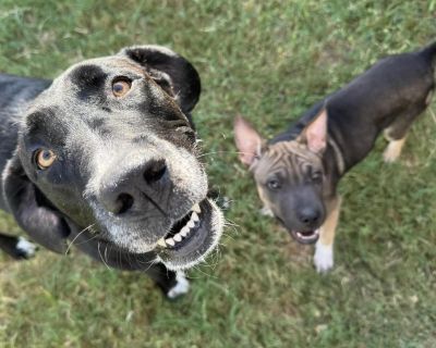 Rumples - Shar-Pei Female Puppy for Adoption