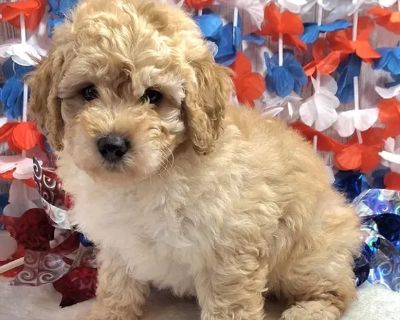 Jordan - Male Mini Goldendoodle F1BB Puppy for Sale