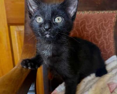 Reuben - Domestic Shorthair Male Cat for Adoption