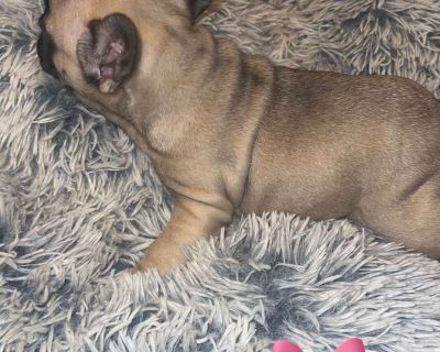 2 Male and 2 Female French Bulldog Puppies for Sale