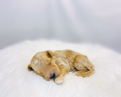 DOB: 10/19/2025 (2 weeks). Adult weight: 25-40lbs. Vaccinations: Current on all vaccines. Color: Apricot and White. I am just a tiny baby and would love to join your family soon! Of course, you can t see how cute and curly I will be when I get older, so the Dog Club will send updated photos when I am about 6 to 7 weeks old, if you choose to adopt me. Infant puppy deposits are refundable or tran...