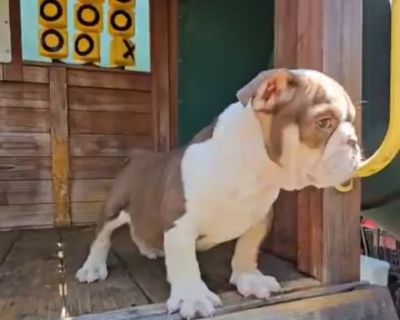 SMOKEY - English Bulldog Male Puppy for Sale