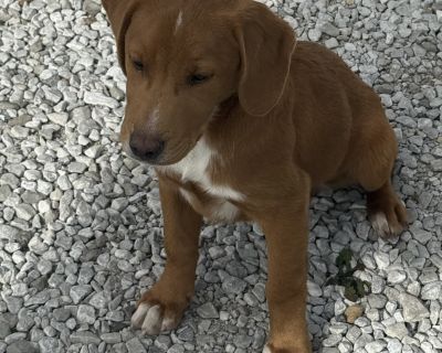 Cliff - Golden Retriever Mix Male Puppy for Adoption