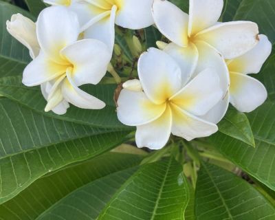 $750 /month. Non-smoking room preferred. Pets are fine. No preference specified. Age preference: 18 - 99. Looking in: Alief , Alvin , Anahuac , Angleton , Arcola , Astrodome , Bacliff , Barker , Baytown , Beasley , Bellaire , Bobville , Bolivar , Brazoria , Brookshire , Caplen , Channelview , Cleveland , Clute , Conroe , Crosby , Cypress , Daisetta , Damon , Danbury , Danciger , Dayton , Deer P...