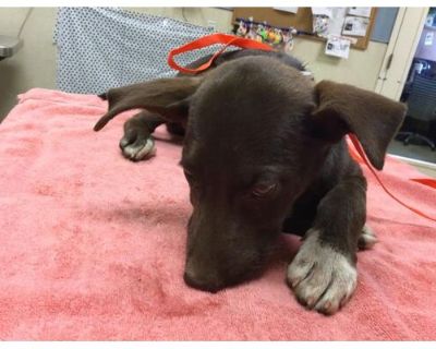 Dog - Labrador Retriever Female Puppy for Adoption