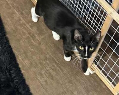 Twilight is mother to Salem, Flash, Felix, Jupiter, and Stormy, but really is just a young lady herself. She rarely talks unless she's got something worth talking about, then get ready for a lecture. She seeks out human attention both from people she knows and whomever is near by to pet or scratch her. She's a bit picky about what other cats she gets along with, but what new mother wouldn't be?...