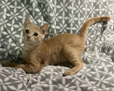 Charlie loves to pose for pictures and play as kittens love to do.. Breed Domestic Shorthair Color Orange or Red Age 3 months old, Kitten Sex Male Pet ID 12586 Hair Length