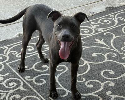 ***Please note, once completing the initial screen you will be connected with the placement for a video chat. Transports run every few weeks and we will have the dog on the next available transport once approved. If you are not able to accept a dog until a specific time period, please apply at that time*** We are a volunteer run rescue and donate our time to these dogs. IF you are not serious a...