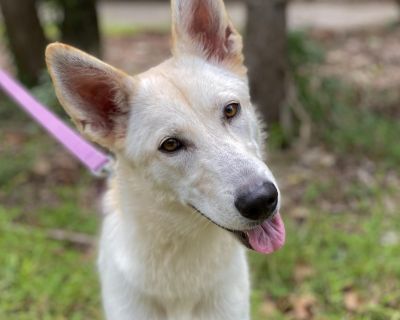 Itsy - White German Shepherd Female Dog for Adoption