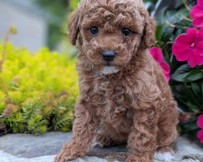 Biscuit - 10 Weeks Female Toy Poodle Puppy for Sale