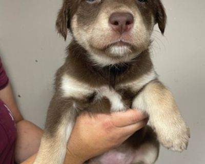 Jada - Labrador Retriever Mix Female Puppy for Adoption