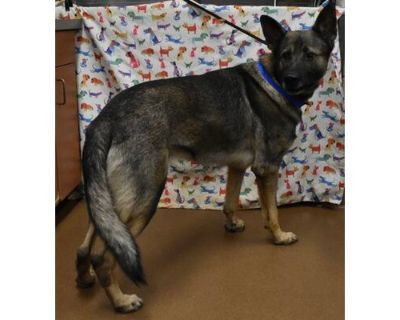 Bullet - German Shepherd Dog/Mixed Breed (Medium) Mix Male Dog for Adoption