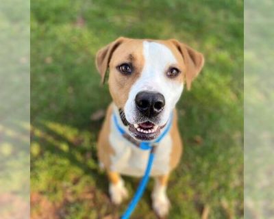 FINCH - Boxer Mix Male Adult Dog for Adoption