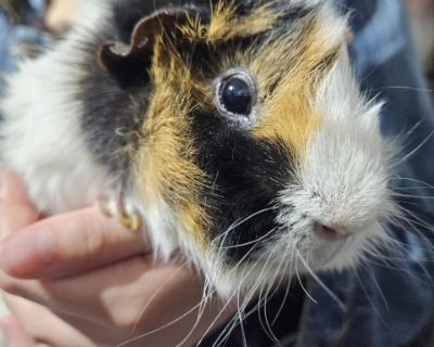 Banana - Guinea Pig Male for Adoption