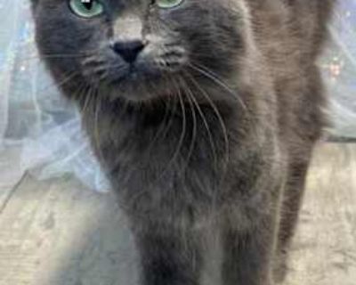 Electra - Domestic Mediumhair Female Cat for Adoption