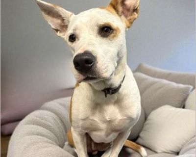 Big Van Vander - American Staffordshire Terrier mix Male Puppy
