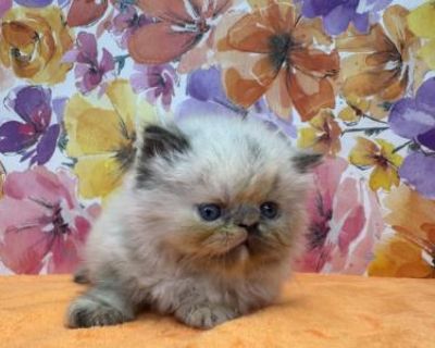 Daisy Litter - Persian Female Kitten For Sale
