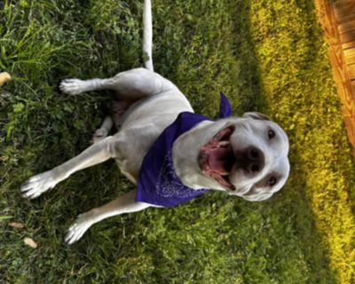 Amorette is such a sweet girl! Always giving kisses i cant believe someone dumped her with Ahave ( also up for adoption ) and another dog at a gas station! She loves her humans and loves them so hard, she just wants to be loved! She is good with children of all ages and others dogs! She is not good with cats!. Out-of-town pets are cared for by non-local organizations who can make arrangements f...