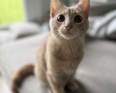 Simba is an 8 month old buff tabby. He loves his food (especially the wet stuff!). He is quite playful and loves to lounge around. He can get quite rambunctious and curious about what s on the counter or in another kitty s food bowl. He loves playing with his brother, a black and white tuxedo cat. He s not big on cuddles, but he will come take naps in bed with you and if you re lucky he ll come...