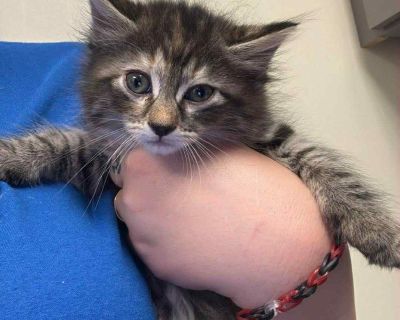 Health Vaccinations up to date.. Kitten Female Small Brown / Chocolate