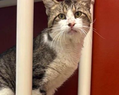 Big Tom - Domestic Shorthair Male Cat for Adoption