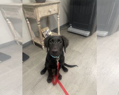 Turner - Labrador Retriever Mix Male Puppy for Adoption