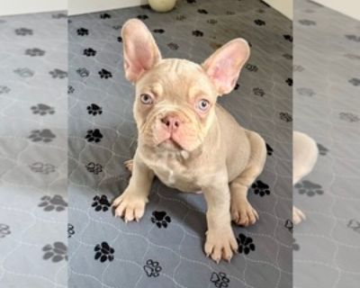 Teddy - Male French Bulldog Puppy for Sale