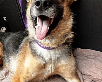 Honey - German Shepherd Dog Female Dog for Adoption