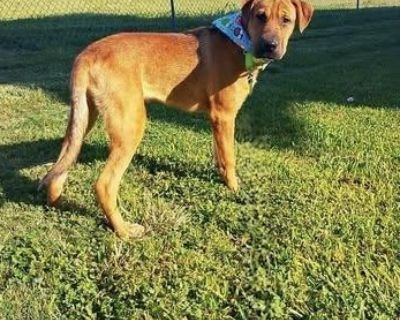 Rescue From Texas Cachet n This handsome boy is a Shar Pei/Boxer mix (possibly with a touch of Labrador), about young and full of energy. Cachet n is active, playful, and fun-loving. He enjoys playing with dogs of all sizes and even gets along well with cats. He would make a wonderful companion for another friendly dog or an active family who loves to spend time outdoors. He is still a young do...