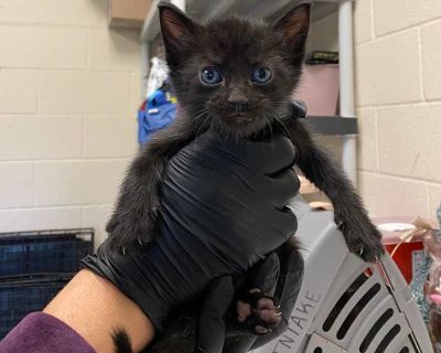 Skywarp - Ocicat Male Kitten for Adoption