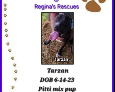 Tarzan - Pit Bull Terrier & Black Labrador Retriever Mix Male Dog for Adoption