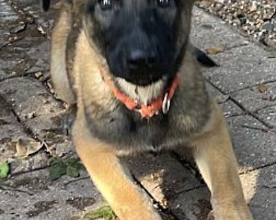 Hero - Belgian Malinois Male Puppy for Adoption