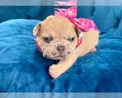 COOKIE - French Bulldog Female Puppy for Adoption