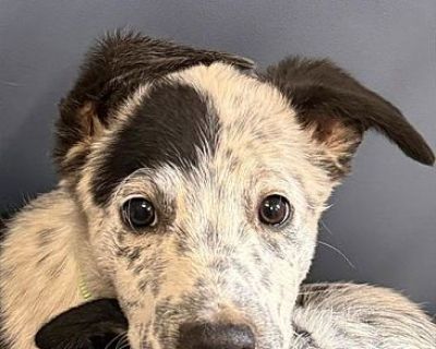 BARDO - Australian Cattle Dog Male Puppy for Adoption