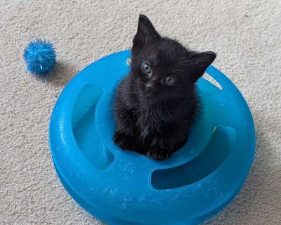 Child. Black (all). Microchipped. Oscar is a playful and sweet kitten who is a bundle of energy but also loves to cuddle. He adores chasing sparkle balls, springs, and well, anything else that moves (including his brother Grover), but is just as happy to curl up in a warm lap for a nap. Oscar is a social and affectionate boy who is sure to win you over with his charm and soft, jet-black fur. Os...