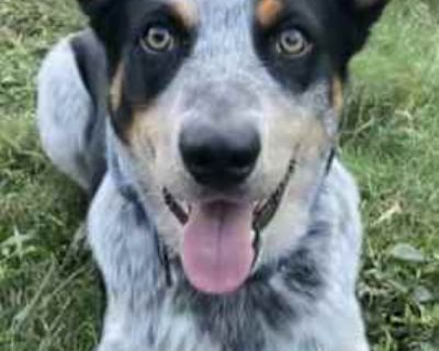 Cowboy - Australian Cattle Dog/Border Collie Mix Male Dog for Adoption