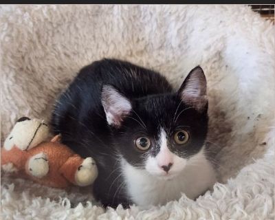 This sweet girl is Wednesday. Our veterinarian was driving to work when she saw Wednesday was running back and forth across a street near the entrance of a very busy highway and nearly got hit by the car in front of her. Our vet stopped to try to catch her when 3 other people saw what was happening they all stopped and were able to scoop her up. It took a community to catch her. She came to us ...