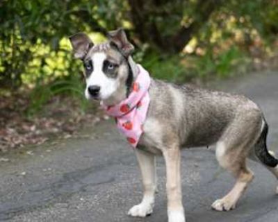 Cindy - Husky/Boxer Mix Female Puppy for Adoption