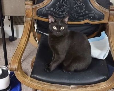Animal Sanctuary Society, Inc.. Good with kids Good with cats Shots current Spayed / Neutered Housetrained. Breed Bombay Color Black (All) Age Young Sex Male Pet ID 20394619 Hair Length short