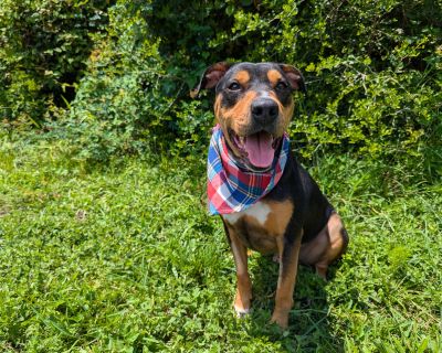 Ruger - Terrier Mix Male Dog for Adoption