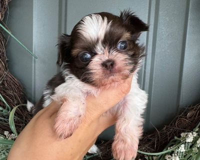 1 Male Shih Tzu Puppy for Sale