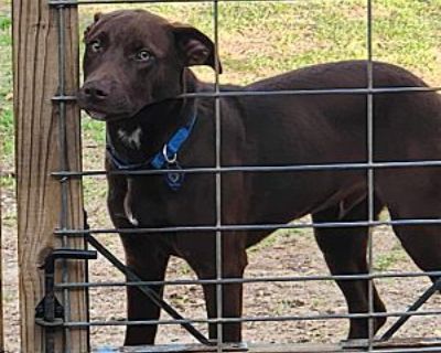 Clyde - Hound (Unknown Type)/Labrador Retriever Mix Male Puppy for Adoption