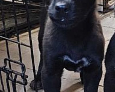 Victor (PUPPY) - Terrier (Unknown Type, Medium)/German Shepherd Dog Mix Male Puppy for Adoption