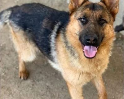 Spence - Male Adult German Shepherd for Adoption