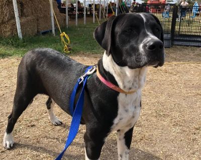 Oreo - Labrador Retriever & Hound Mix Female Dog for Adoption