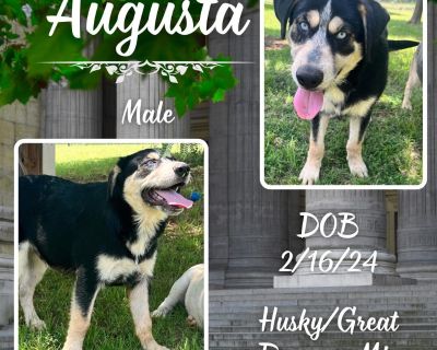 Augusta - Siberian Husky & Great Pyrenees Mix Male Puppy for Adoption