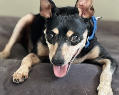 Mickey - Miniature Pinscher Male Dog for Adoption