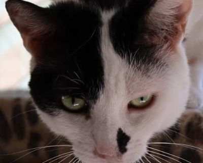 Marie - American Shorthair Female Cat for Adoption