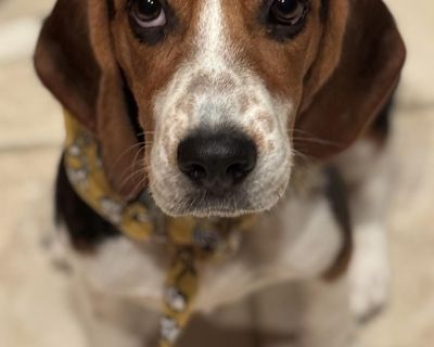 Mili is a sweet 6 months old tricolor female Beagle! She s 25lbs currently. She s shy with people at first but warms quickly, she s sweet and loving once she gets to know you. Mili s previous family decided to rehome her because they had a french bulldog that wouldn t get along well with her, unfortunately. Here with us, loving being around our Beagles! We d love to find a family for Mili that ...