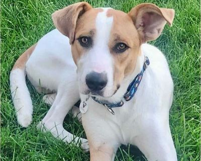 Jett - Male Puppy Lab / Australian Cattle Dog for Adoption